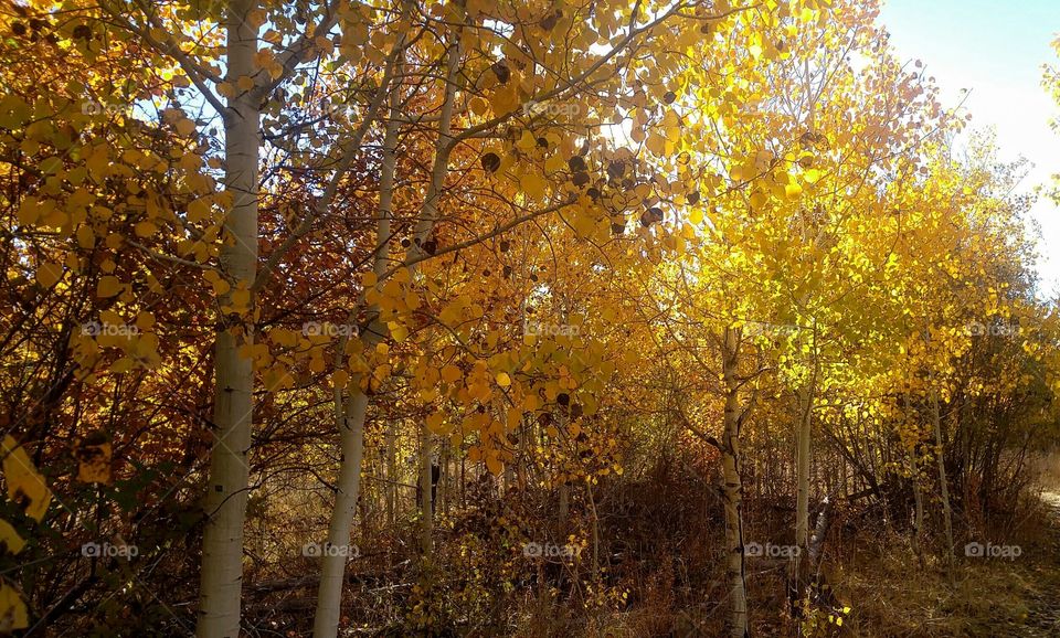 Golden Aspens