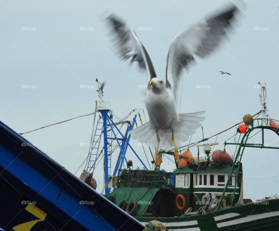 Seagull in motion