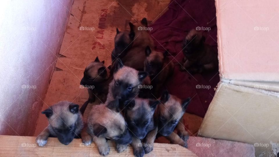 cachorritos pastor belga