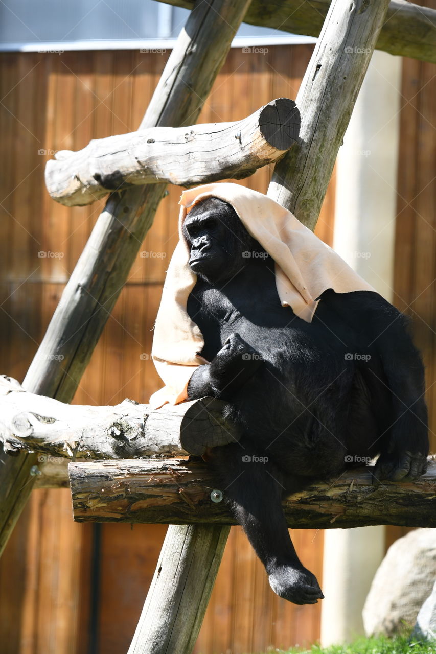 gorilla after shower