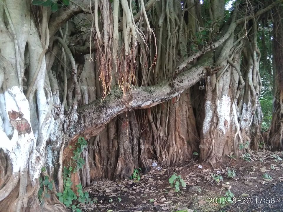 biggest banyan tree