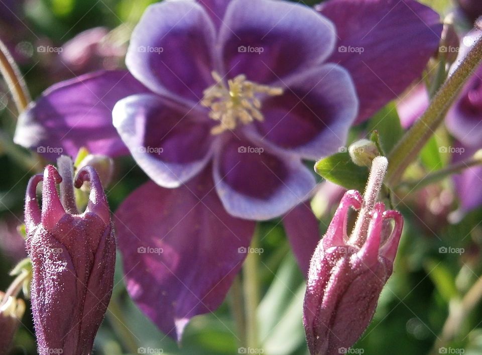 Nature's hands