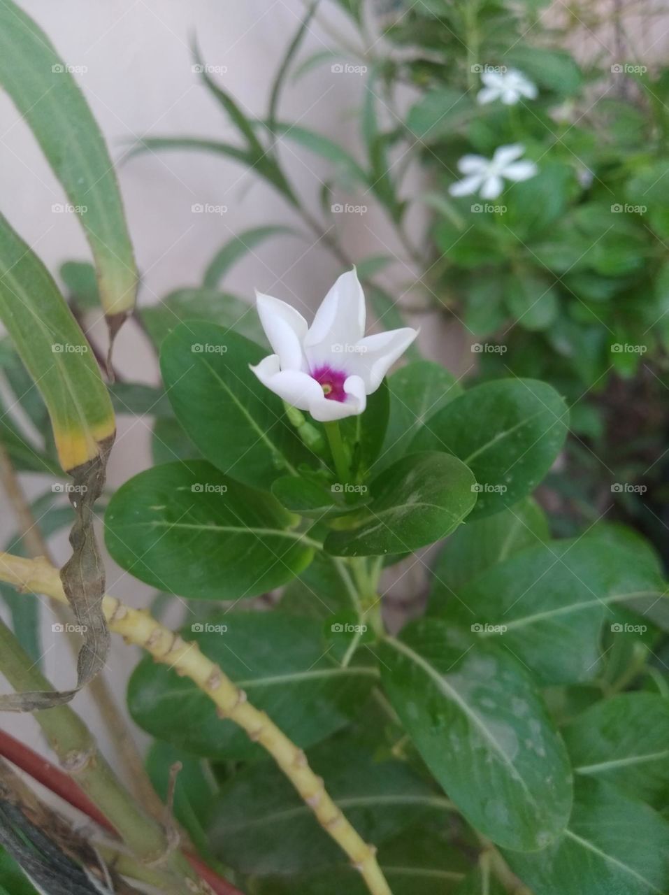 periwinkle white flower looks very beautiful generally found everywhere seasonal fresh