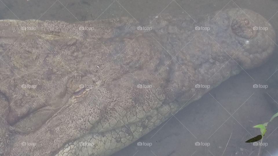 crocodile underwater  in La Fortuna Costa Rica