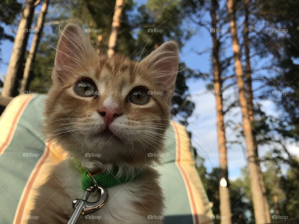 Ginger cat in the forest 