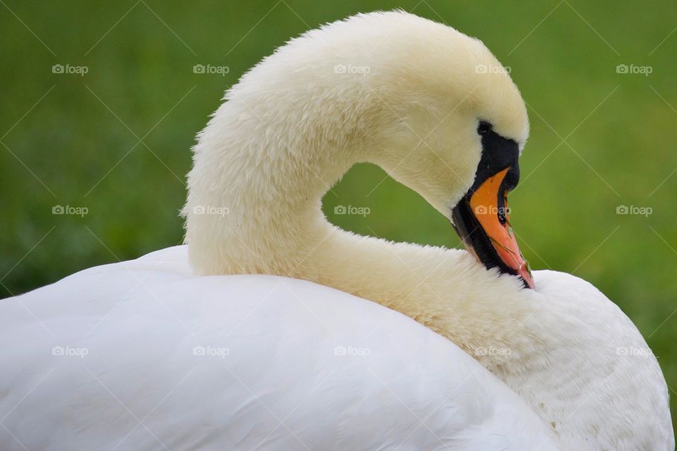 Close-up of swan