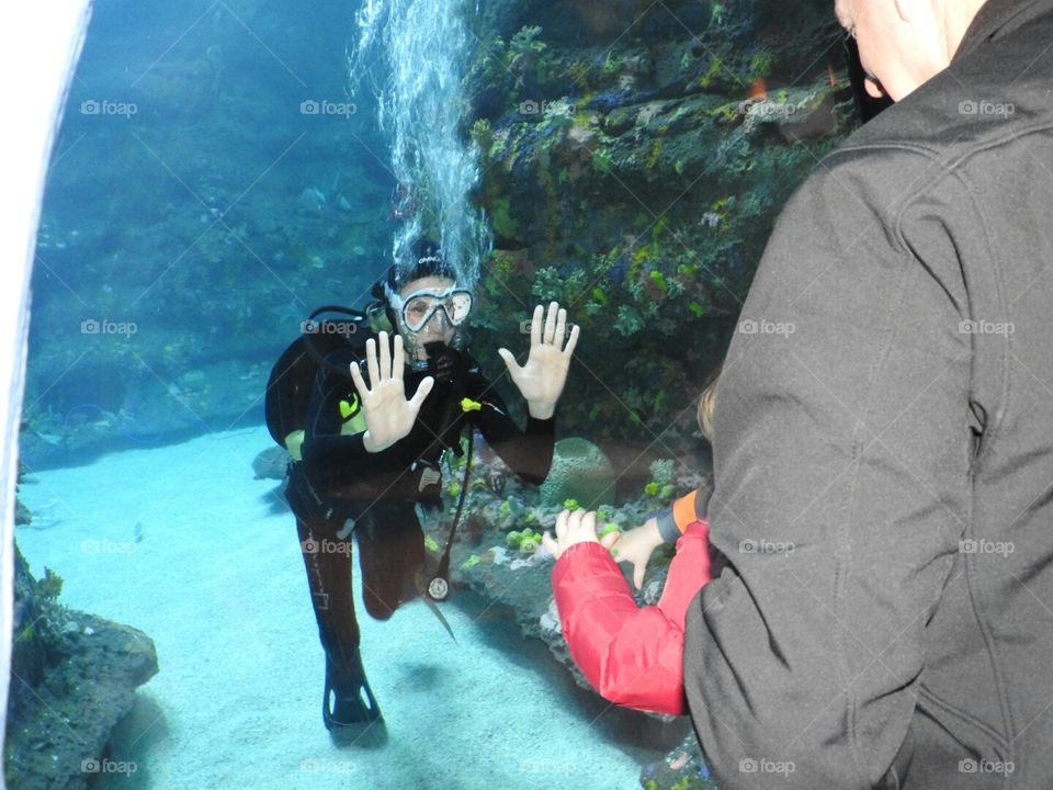 Let's play pat-a-cake. 
The dive show at the NC Aquarium at Fort Fisher.