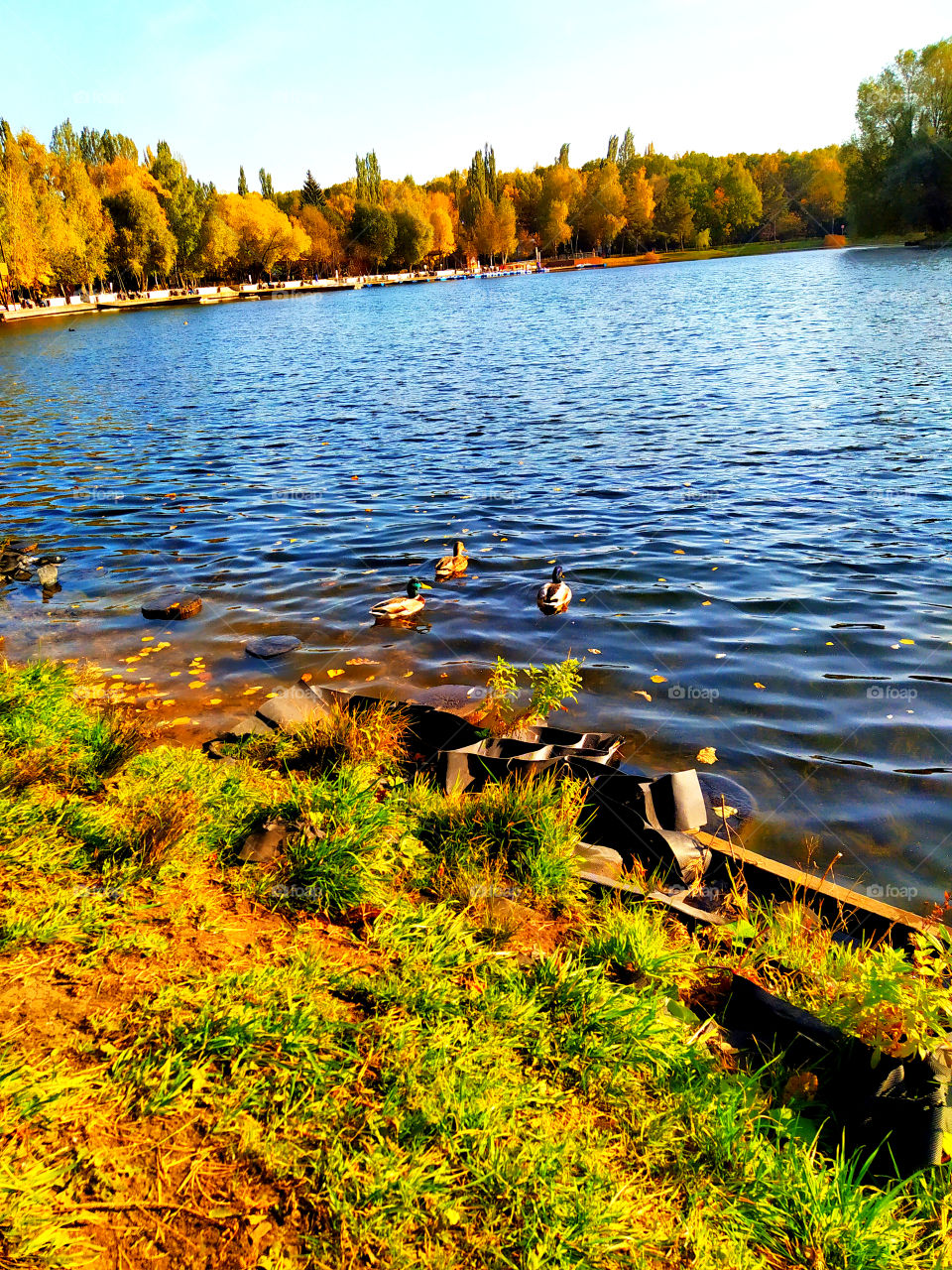 Park in autumn