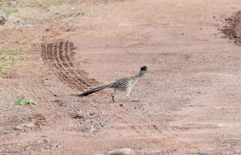 A roadrunner searches for dinner in the Arizona desert