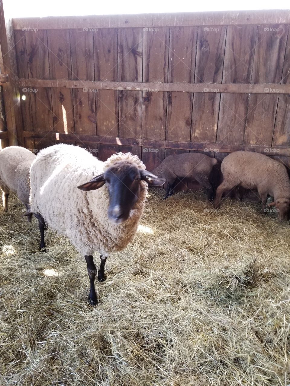 Sheep, Agriculture, Livestock, Mammal, Farm