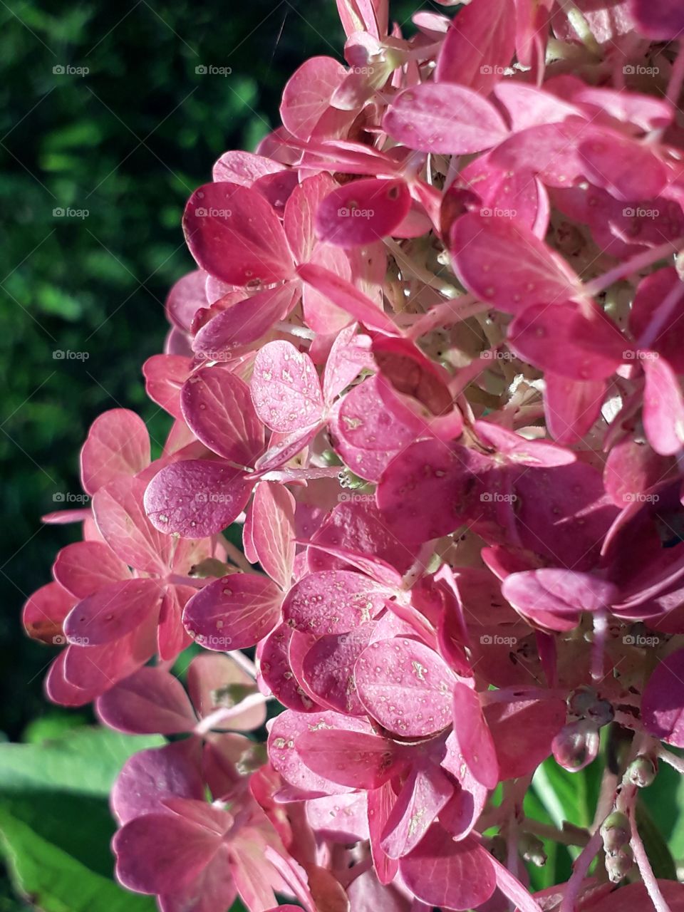 deep pink flowers of bouquet hydrangea