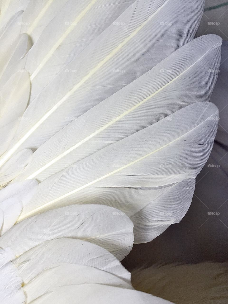 Feathers