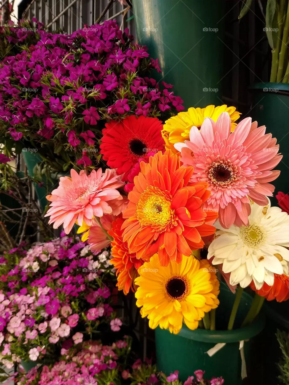Colores