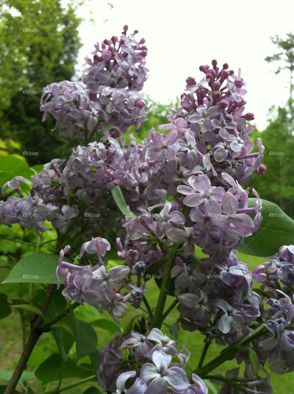 Lilac bushes 