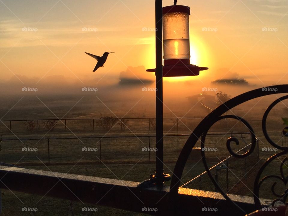 Hummingbird hovers at feeder on a farm during a foggy sunrise