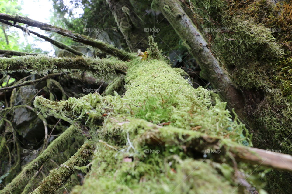 Moss on a fallen tree trunk