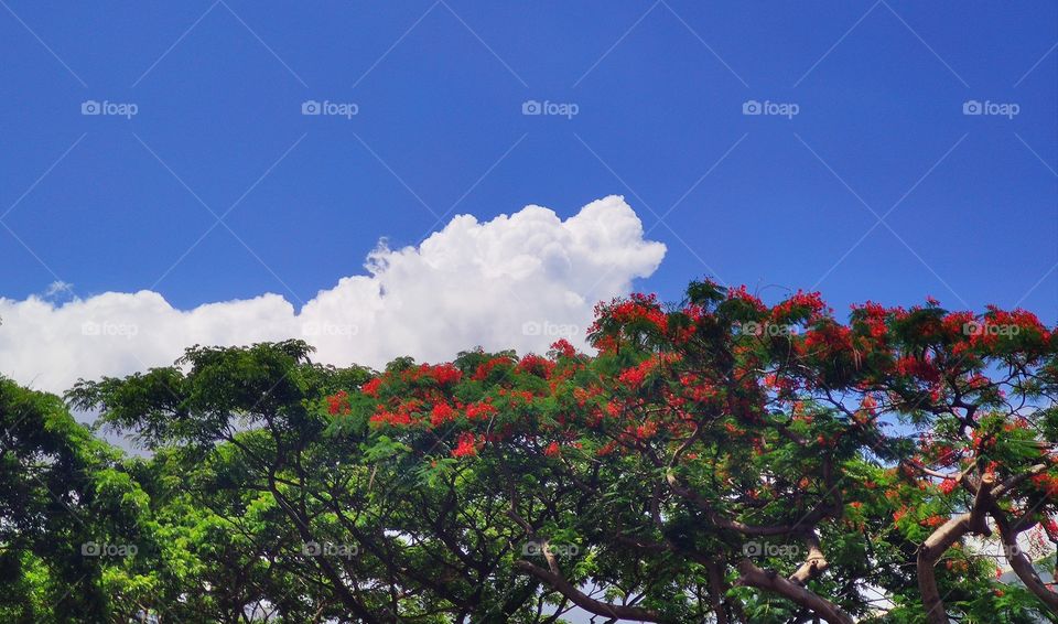 Orange in blue and Blue in orange  magnifying each other spreading smiles and blowing off mind. Flowers are smile of nature with Clouds iceing the cake.