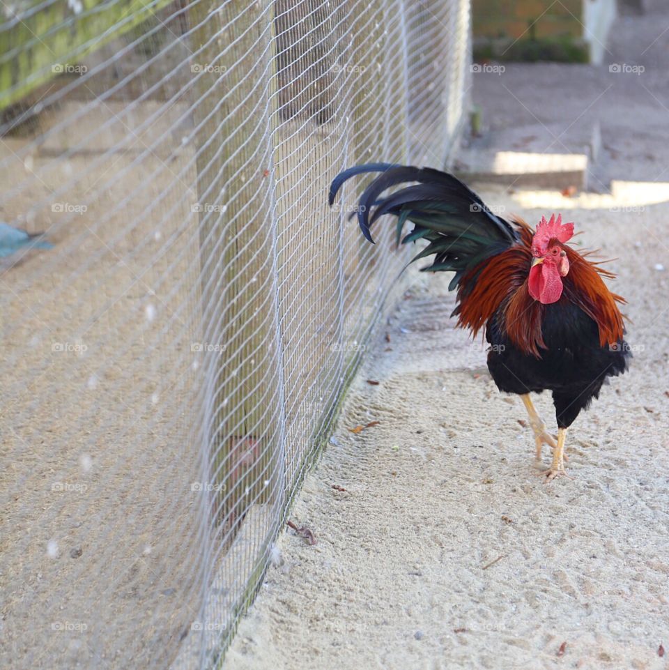 A proper rooster 