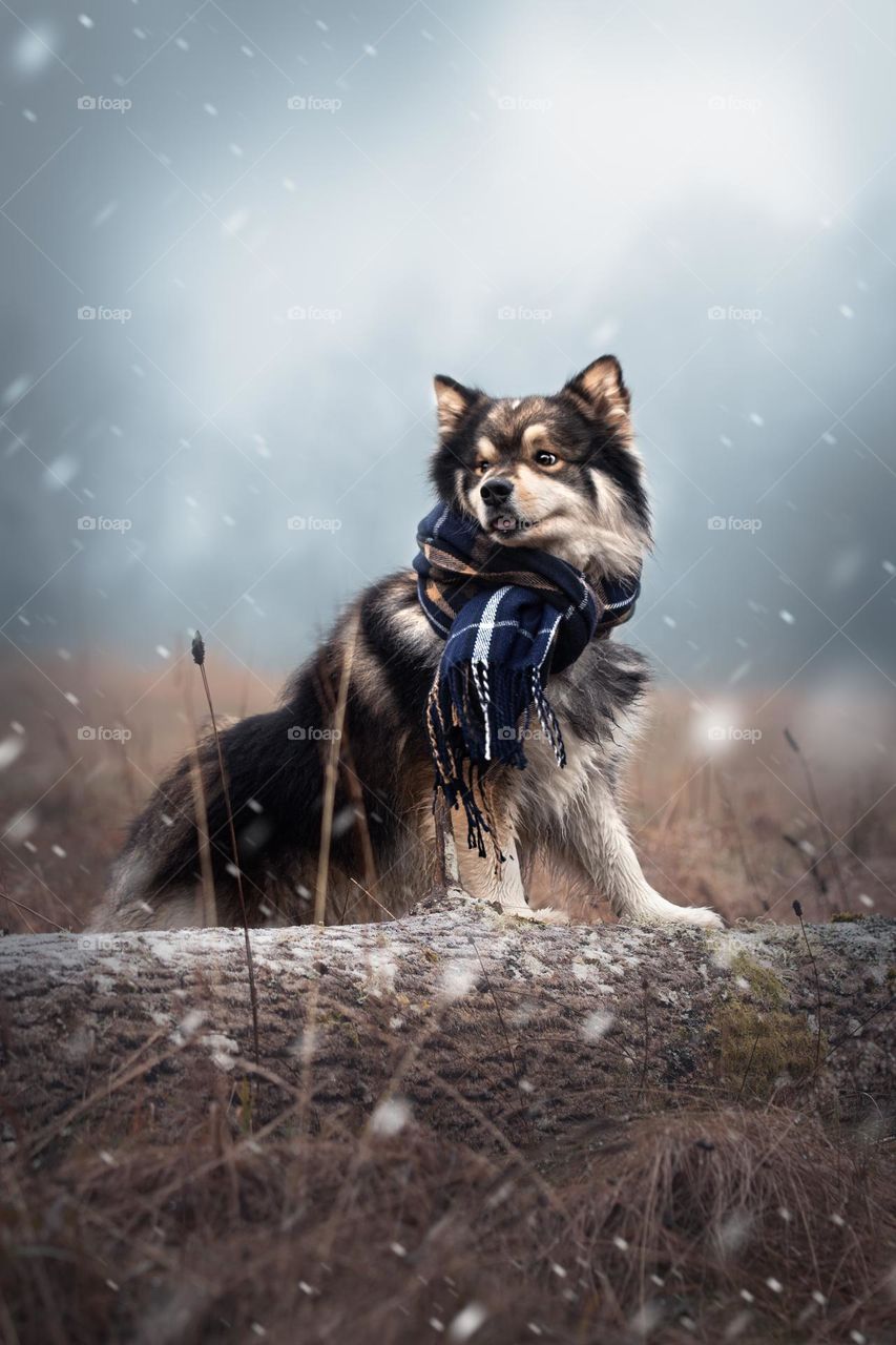 Portrait of a young Finnish Lapphund dog wearing a scarf 