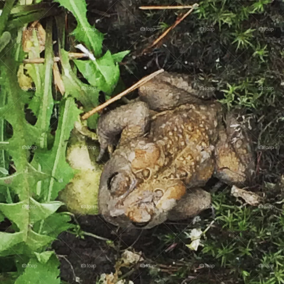 Mr. Toad