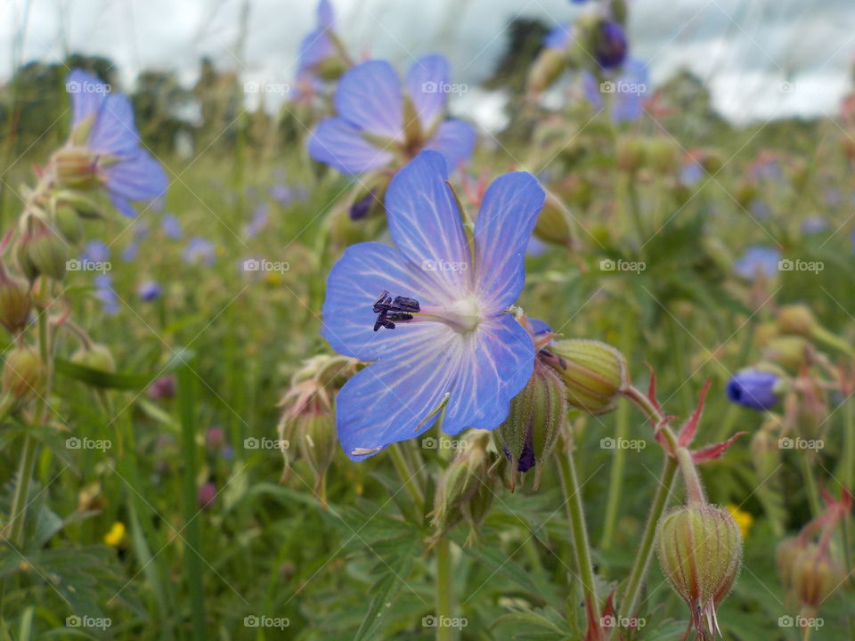 Meadow flowers 