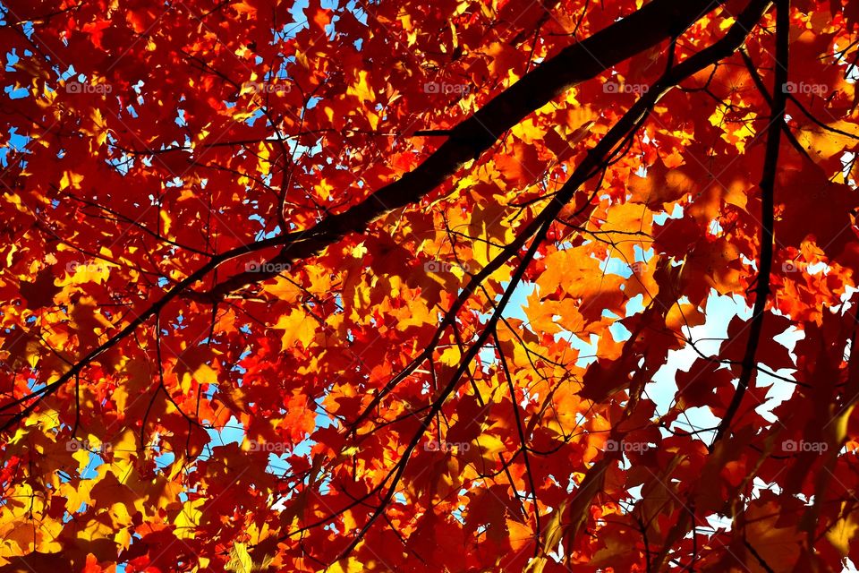 re and orange leaves