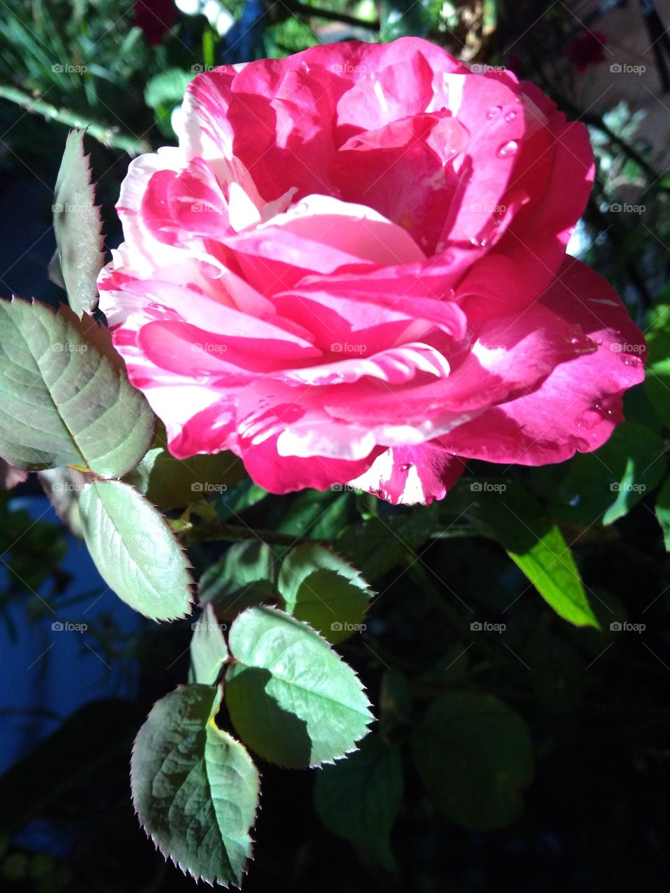 I wish I could share the perfume of this beautiful rose with you through this image.../ Quisera eu poder compartilhar o perfume dessa rosa com vocês...