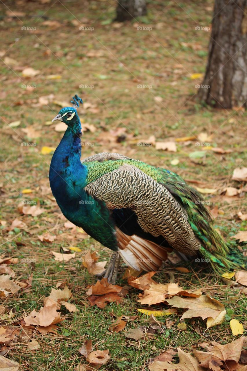 Animal portrait of a male peacock bird