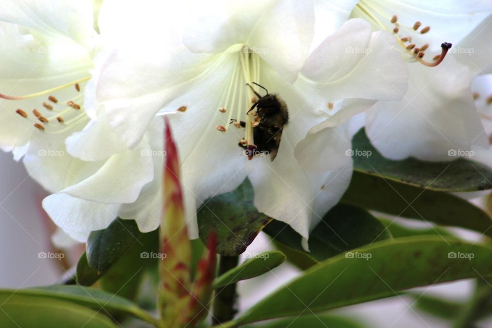 bee my white rhodie
