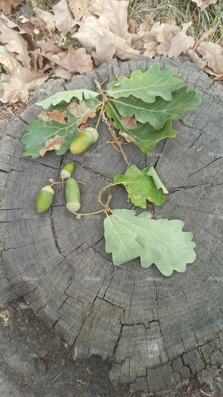 acorns and oak leaves awaiting for the autumn
