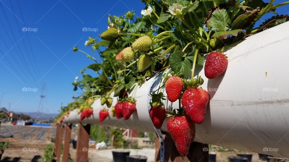 City gardening