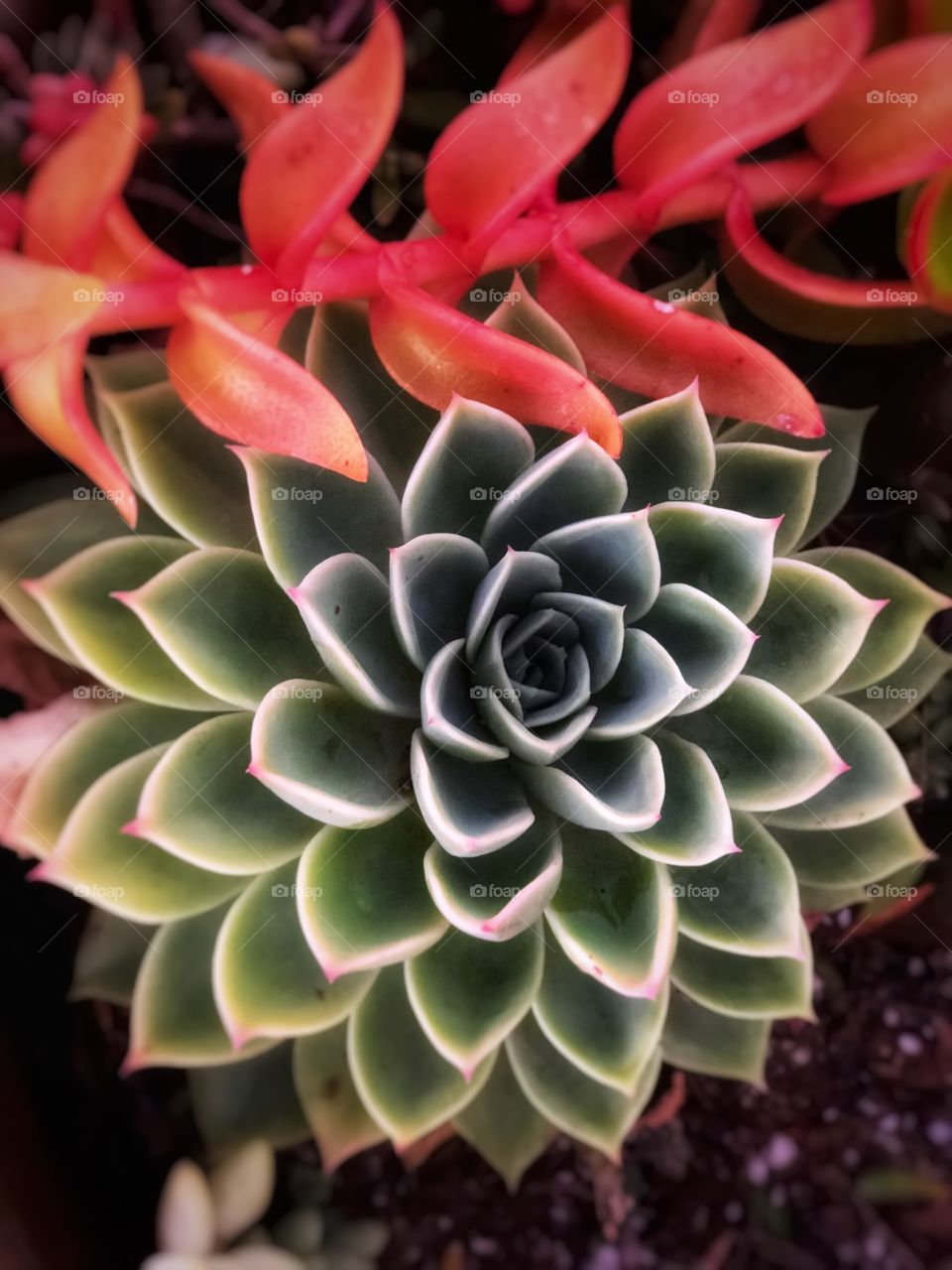 Color Love Foap Mission! Stunning Close Shot Bright and Colorful Succulents 
