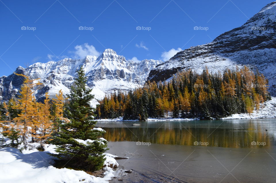 larches at Lake O'Hara
