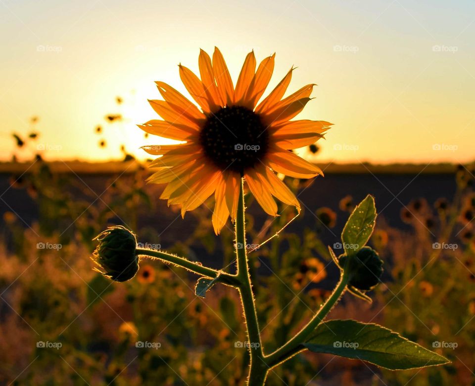sunflower with a California Sunset
