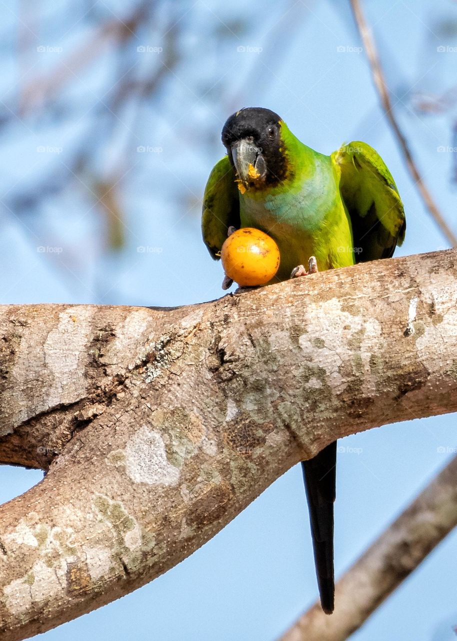 periquito de cara suja se deliciando com sua fruta.