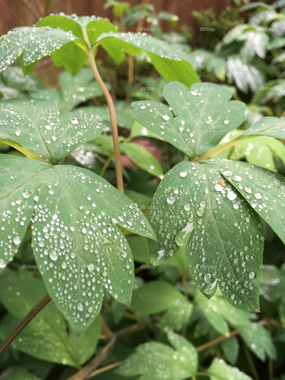 Close up view of raindrops on dicentra leaves after a damp summer night 
