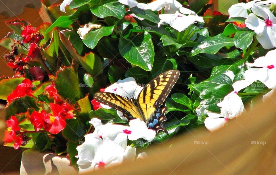 Yellow Butterfly