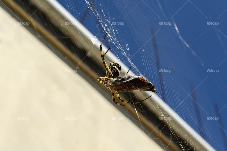 Looking Up At A Spider Eating  Butterfly