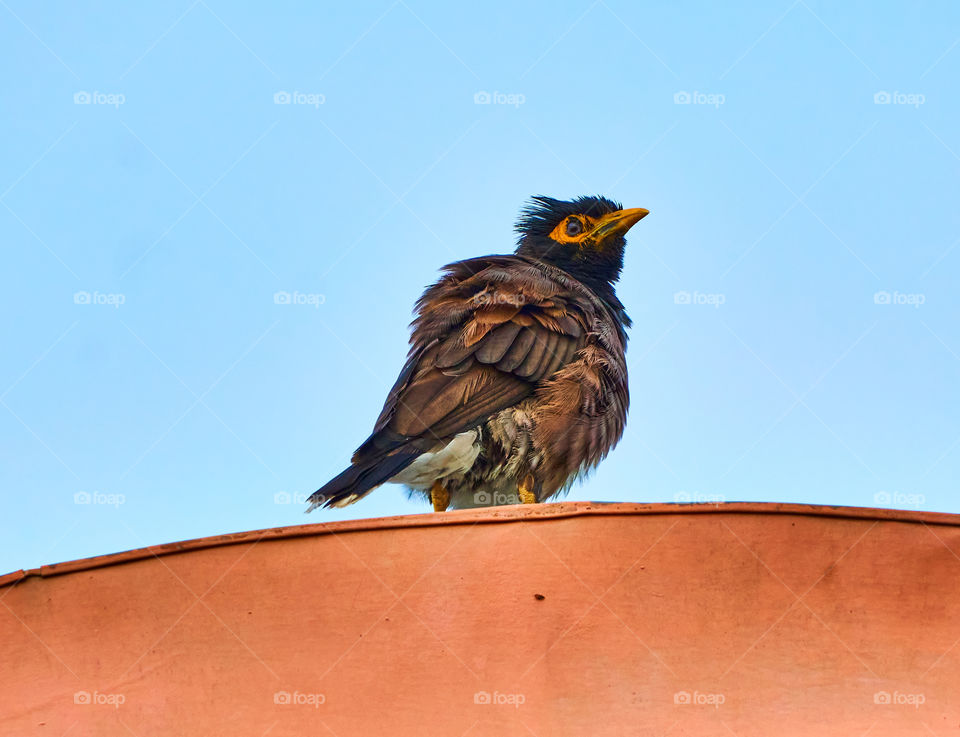 Bird Photography - Indian Mynaa - Perching