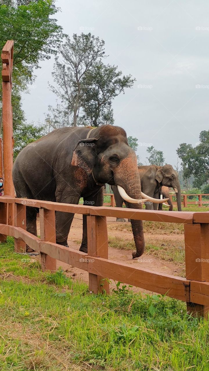 One of the National parks of Elephant 🐘