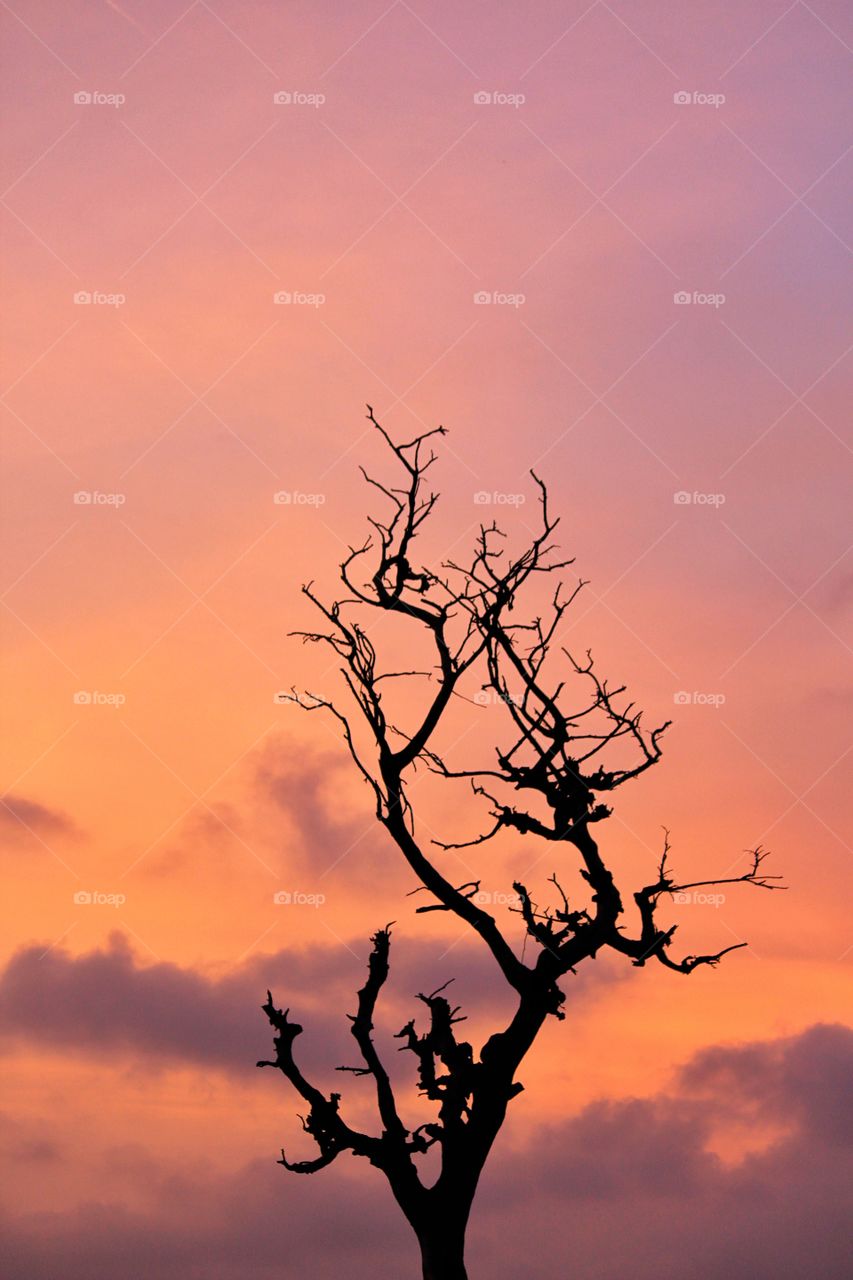 Beautiful Old Tree in Colorful clouds