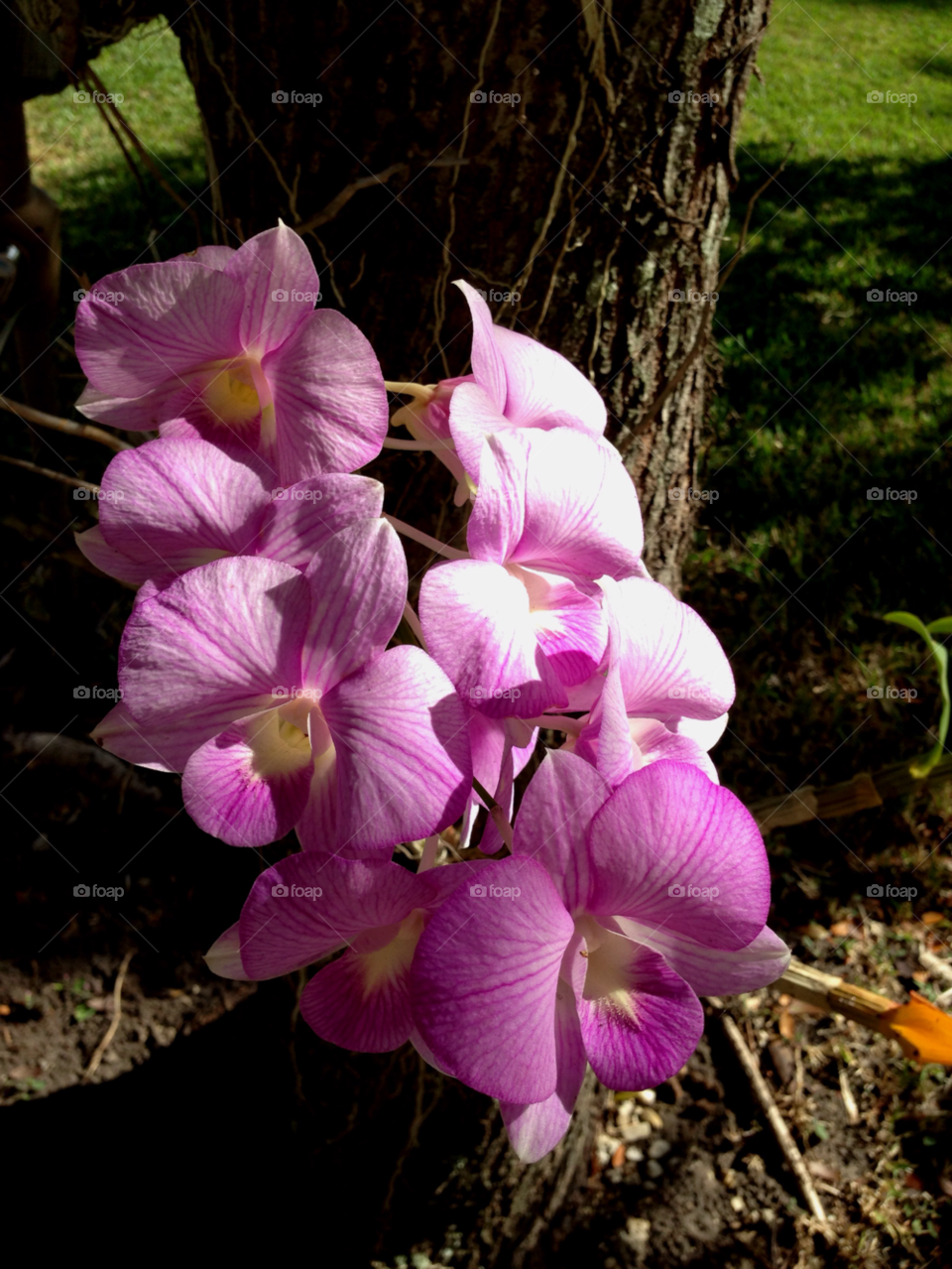 garden flora nature pink by jmsilva59