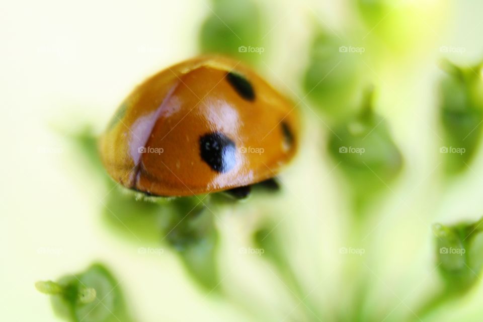 Beetle on plants