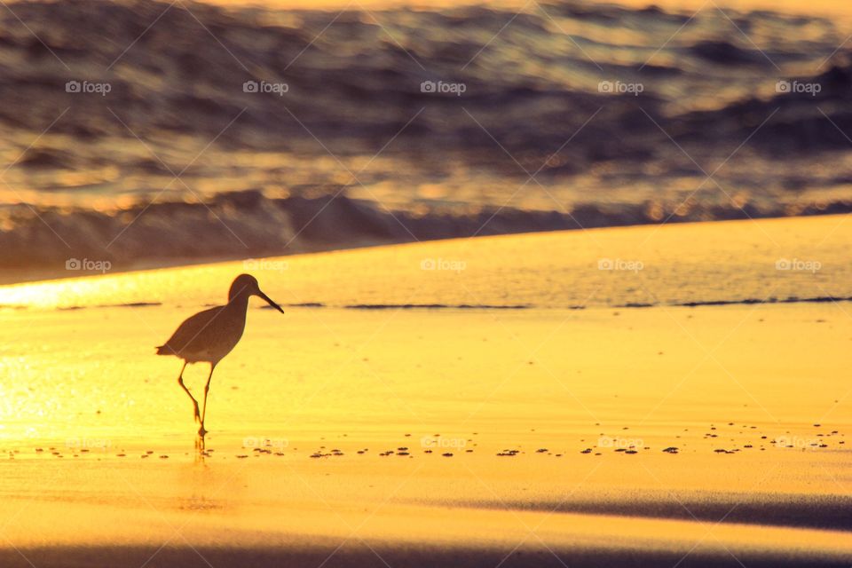 beach