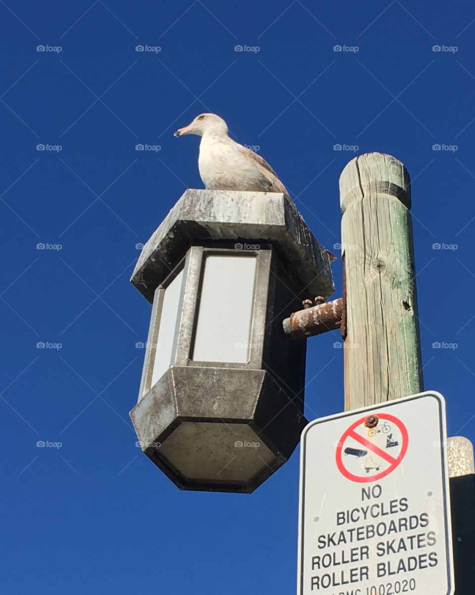 Bird on a Lamp Post