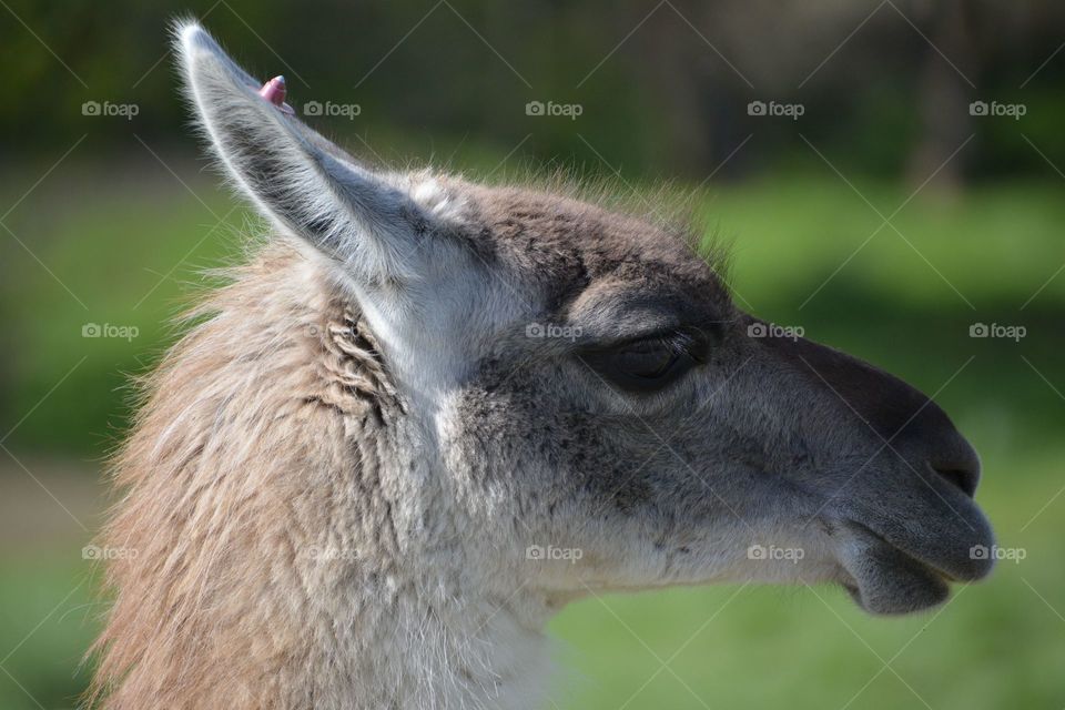 Llama in profile 