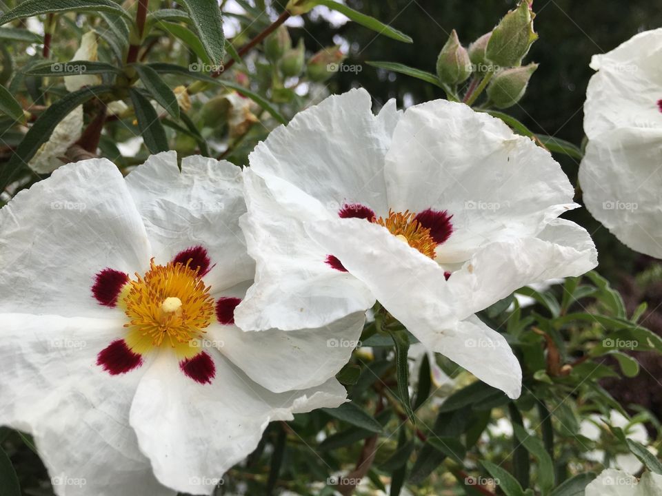 White flowers in bloom