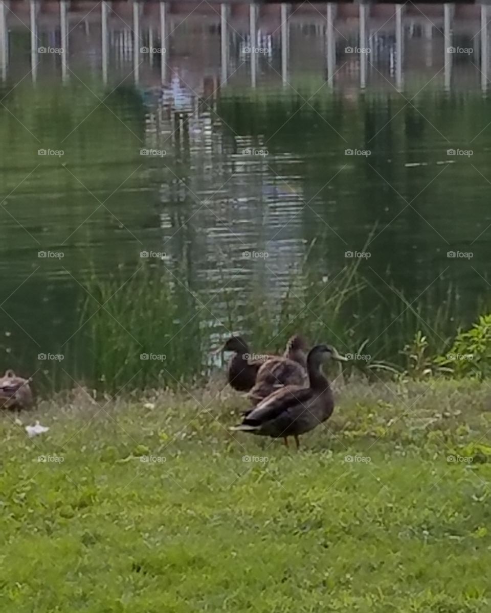 Duck, Goose, Water, Bird, Pool