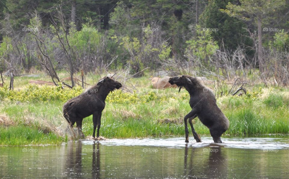 Two young moose square off in a pond in the spring. The setting is a very green forest. One moose rears up.