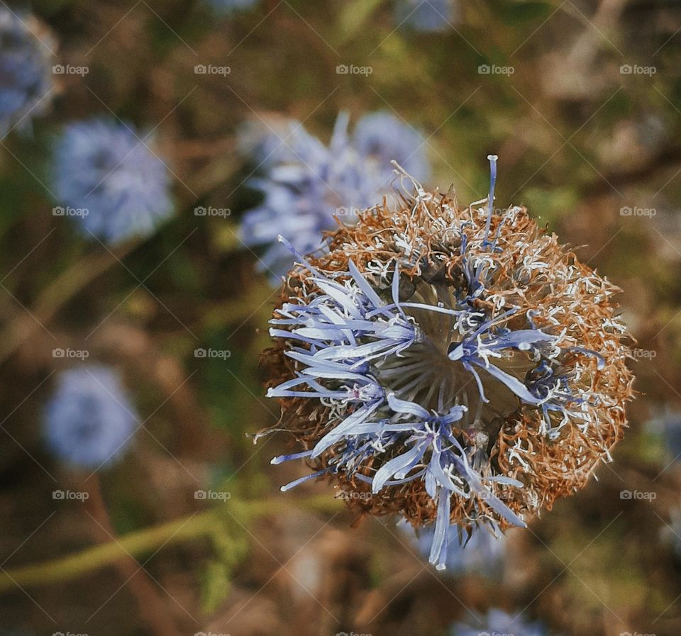 macro photo of an autumn wild flower among Ukrainian fields